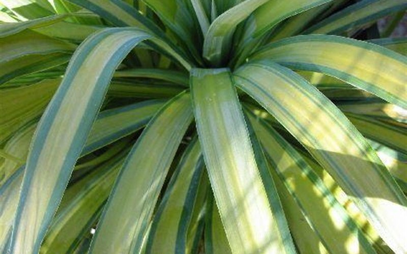 Soft Leaf Yucca