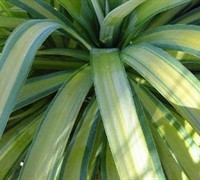 Banana Split Soft Leaf Yucca Cactus And Succulents