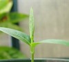 Picture about Mandevilla Seedlings