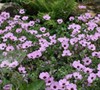 Ballerina Cranesbill