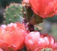 Baby Rita Prickly Pear Cactus Picture