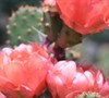 Baby Rita Prickly Pear Cactus