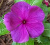 First Kiss Blueberry Vinca