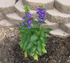 Cardinal Flower 'Fan Blue'