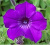 Sanguna Atomic Blue Petunia