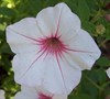 Supertunia Mini Silver