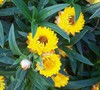 Sundaze Golden Yellow Strawflower
