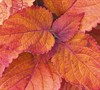 Sedona Sun Coleus