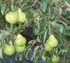 Fruit trees