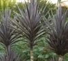 Bauers Dracaena Palm