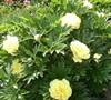 back flower bed