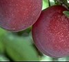 Beauty Japanese Plum