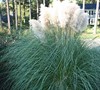 Dwarf Pampas Grass