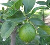 Bears Seedless Lime Tree