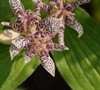 Tricyrtis Blue Wonder Toad Lily