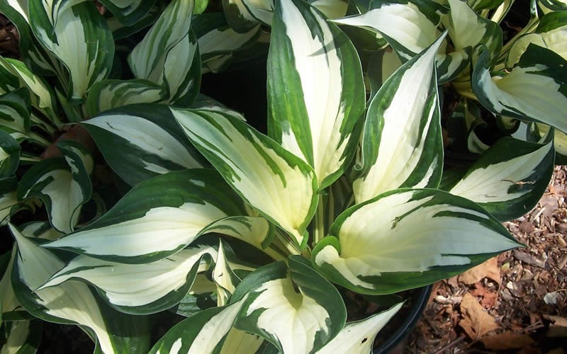 Fire And Ice Hosta Picture