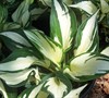 Fire And Ice Hosta Picture