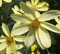 Moonbeam Coreopsis Picture