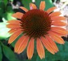 Sundown Coneflower