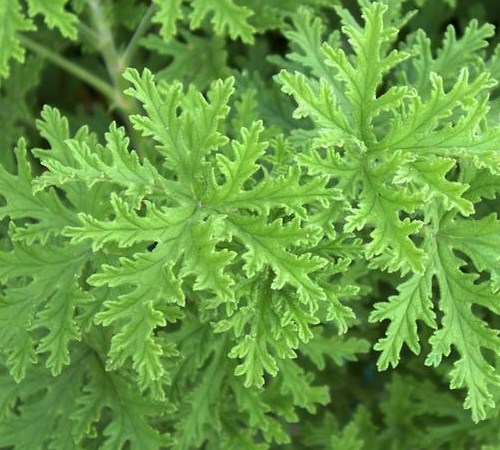 picture of lemon scented geranium gardenality picture of lemon scented geranium gardenality