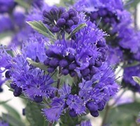 Dark Knight Caryopteris Picture