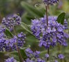 Petite Blue Caryopteris