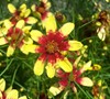 Route 66 Coreopsis