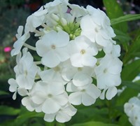 David Garden Phlox Picture