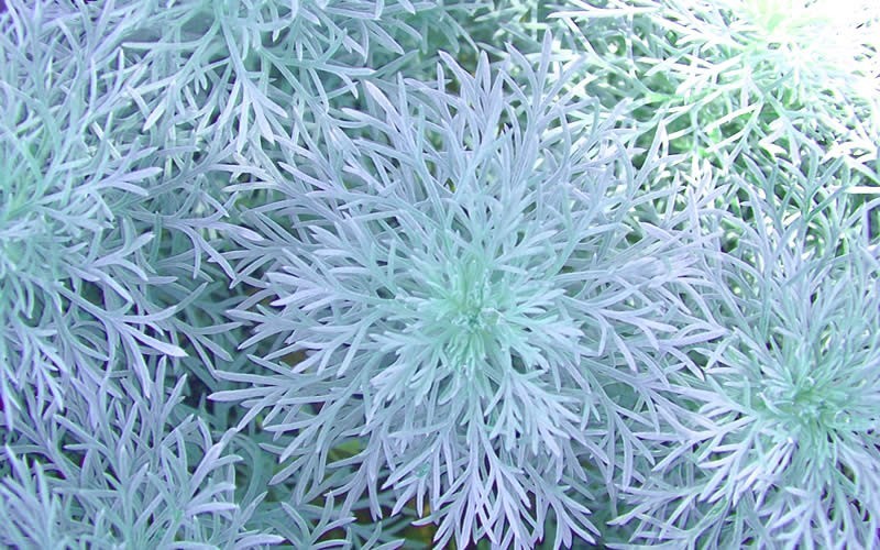 Artemisia Silver