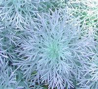 Silver Mound Artemisia Picture