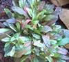 Dixie Chip Ajuga