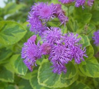 Lemon Lime Ageratum Picture