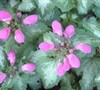 Deacon Pink Summer Dead Nettle