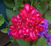 Peppermint Ivy Geranium