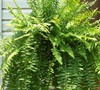 Boston Fern