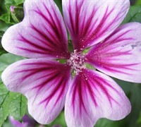 Zebrina Hollyhock Picture