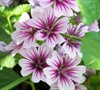 Zebrina Hollyhock