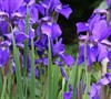 Bennerup Blue  Siberian Iris