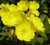 Sundrops Evening Primrose