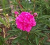 Kansas Peony