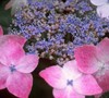Beni Gaku Hydrangea
