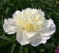 White Cloud Peony Picture