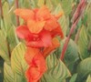 Bengal Tiger Canna