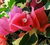 Bengal Orange Bougainvillea