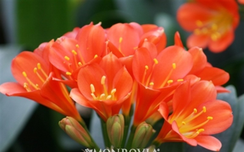 Belgian Hybrid Orange Lily Bush Picture