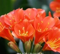Belgian Hybrid Orange Lily Bush Picture