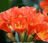 Belgian Hybrid Orange Lily Bush