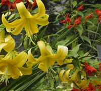 Belgian Hybrid Yellow Lily Bush Picture