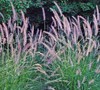 Karley Rose Fountain Grass Picture