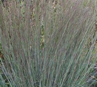 Prairie Bluestem Grass Picture